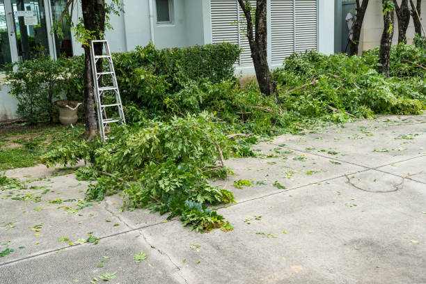 Best Palm Tree Trimming  in USA